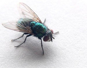 pests-new-fly