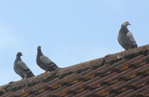 Feral Pigeons On Roof with Solar Panels in London